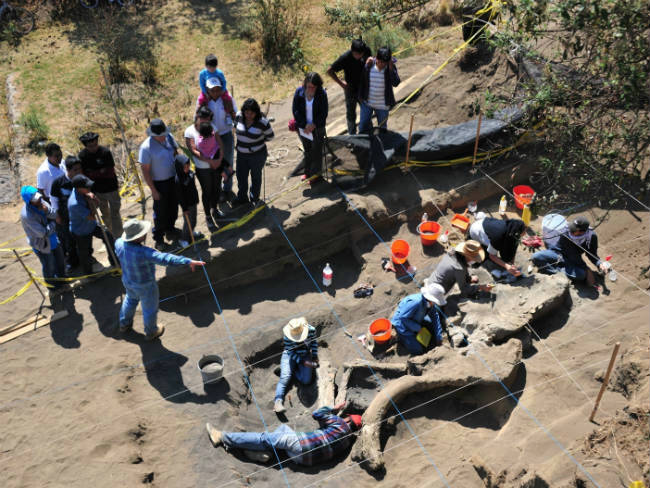 Vista general de los huesos del Mamut descubierto en Santa Ana Tlacotenco, en Milpa Alta. FPTP DMC.INAH. M MARAT_650x488_650x488